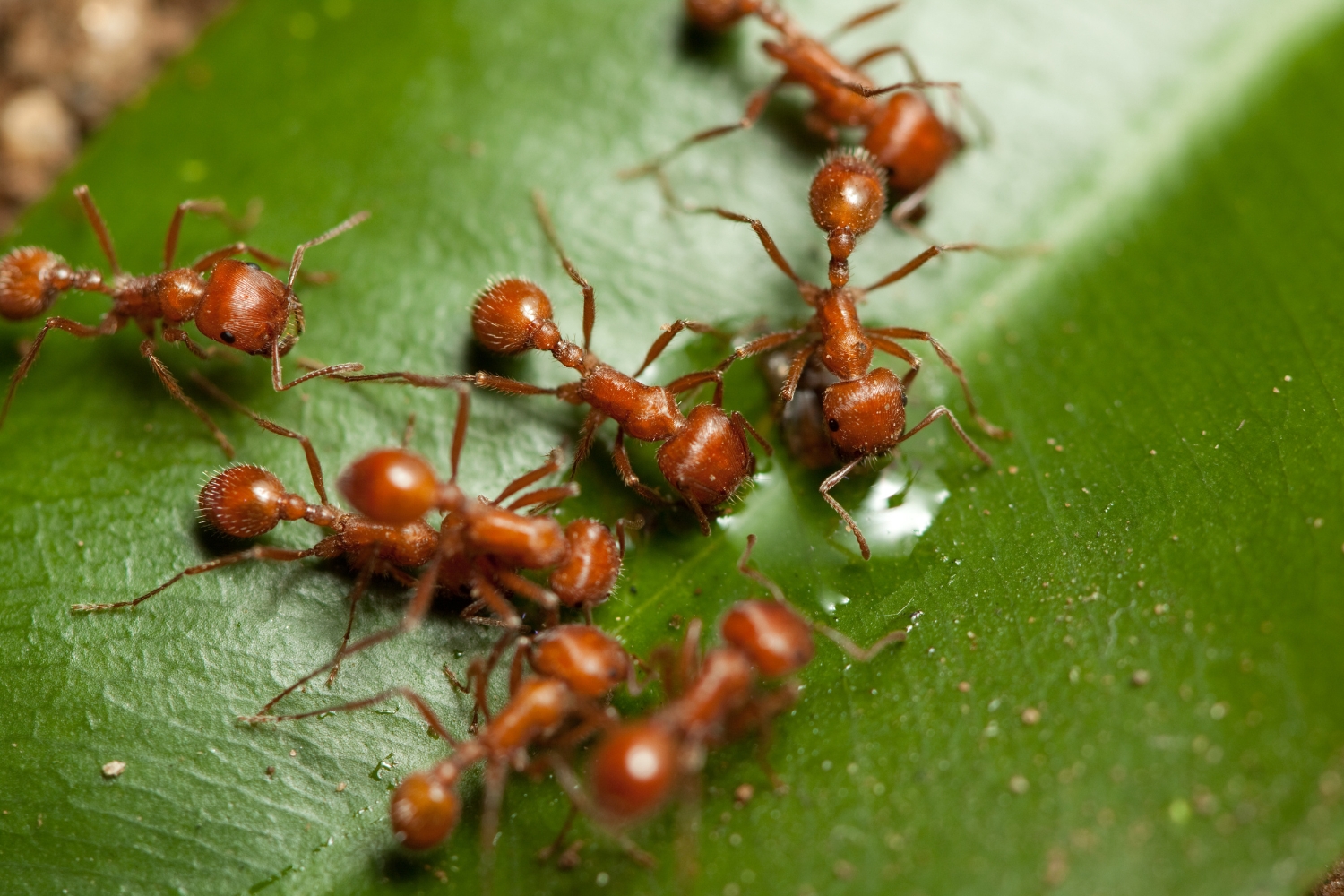 An Ants In the Picture An Ants In the Picture